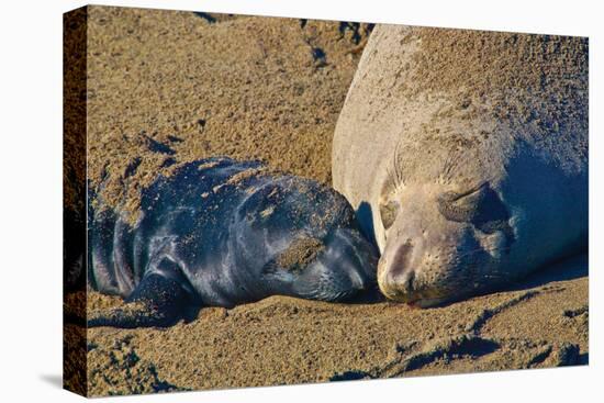 Elephant Seals II-Lee Peterson-Premier Image Canvas