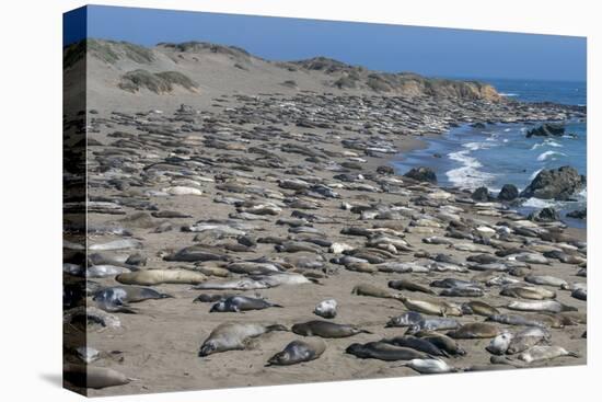 Elephant Seals on Beach, San Simeon, California-Zandria Muench Beraldo-Premier Image Canvas