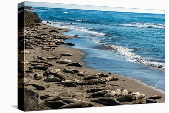 Elephant Seals on the beach, Piedras Blancas, San Simeon, California, USA-null-Premier Image Canvas