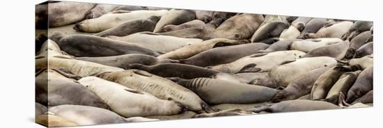 Elephant Seals on the beach, Piedras Blancas, San Simeon, California, USA-null-Premier Image Canvas