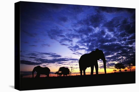 Elephant Silhouettes-Paul Souders-Premier Image Canvas