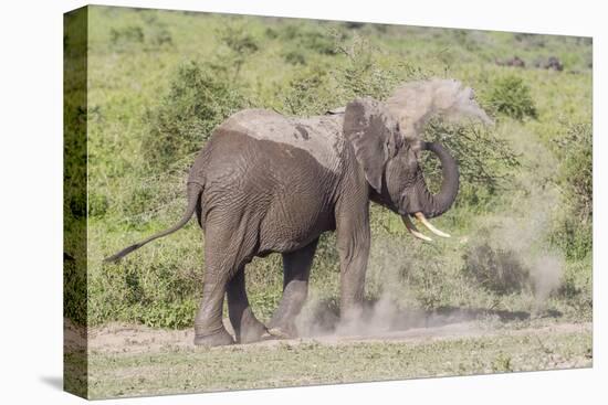 Elephant Taking a Dust Bath, Spraying Dust on its Head with its Trunk-James Heupel-Premier Image Canvas