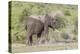 Elephant Taking a Dust Bath, Spraying Dust on its Head with its Trunk-James Heupel-Premier Image Canvas