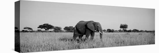 Elephant Tarangire Tanzania Africa-null-Premier Image Canvas