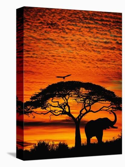 Elephant Under Broad Tree-Jim Zuckerman-Premier Image Canvas