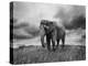 Elephant Walking on the Grass-abracadabra99-Premier Image Canvas