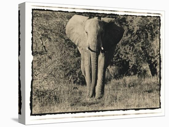 Elephant Walking Towards Camera in African Bush, Tanzania-Paul Joynson Hicks-Premier Image Canvas