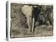 Elephant Walking Towards Camera in African Bush, Tanzania-Paul Joynson Hicks-Premier Image Canvas