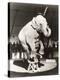 Elephant Wearing Top Hat Performing on Stool in Circus-null-Stretched Canvas