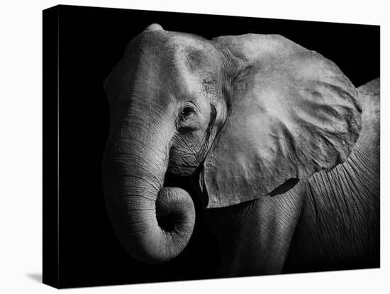 Elephant-Donvanstaden-Premier Image Canvas