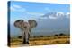 Elephant-byrdyak-Premier Image Canvas