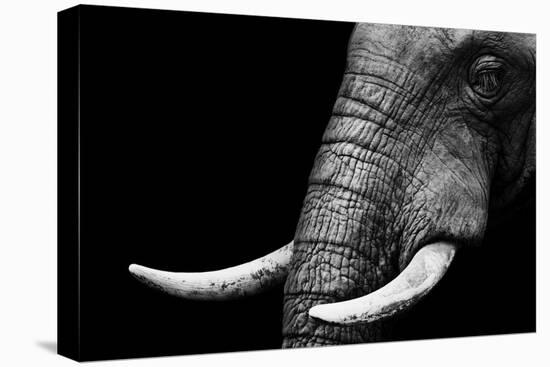 Elephant-Donvanstaden-Stretched Canvas