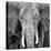 Elephant-Unknown Unknown-Stretched Canvas