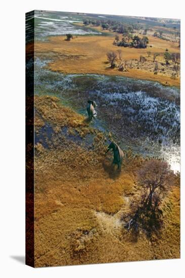 Elephants Aerial View, Crossing Flooded Plain-null-Premier Image Canvas