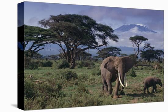 Elephants and Mountain-DLILLC-Premier Image Canvas