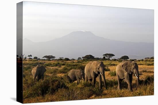 Elephants and Mt Kilimanjaro, Amboseli, Kenya, Africa-Kymri Wilt-Premier Image Canvas