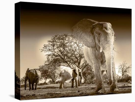 Elephants at watering hole. Camelthorn Lodge. Hwange National Park. Zimbabwe.-Tom Norring-Premier Image Canvas