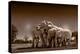 Elephants at watering hole. Camelthorn Lodge. Hwange National Park. Zimbabwe.-Tom Norring-Premier Image Canvas