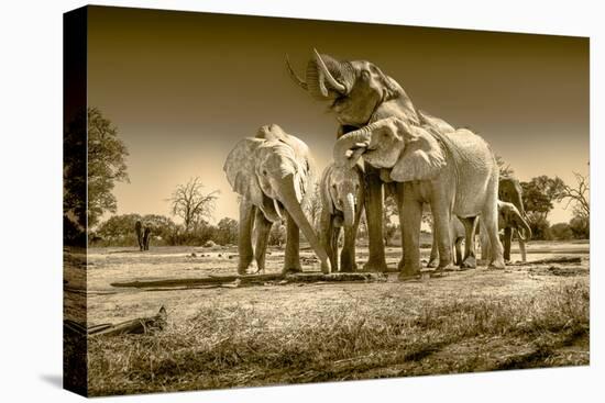 Elephants at watering hole. Camelthorn Lodge. Hwange National Park. Zimbabwe.-Tom Norring-Premier Image Canvas