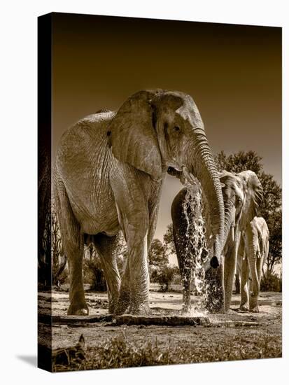 Elephants at watering hole. Camelthorn Lodge. Hwange National Park. Zimbabwe.-Tom Norring-Premier Image Canvas