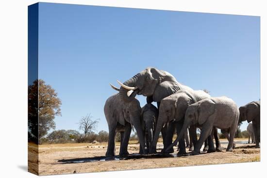 Elephants at watering hole. Camelthorn Lodge. Hwange National Park. Zimbabwe.-Tom Norring-Premier Image Canvas