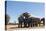 Elephants at watering hole. Camelthorn Lodge. Hwange National Park. Zimbabwe.-Tom Norring-Premier Image Canvas