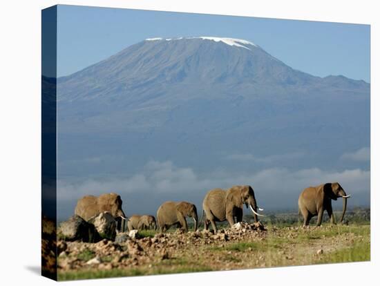 Elephants Backdropped by Mt. Kilimanjaro, Amboseli, Kenya-Karel Prinsloo-Premier Image Canvas