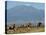 Elephants Backdropped by Mt. Kilimanjaro, Amboseli, Kenya-Karel Prinsloo-Premier Image Canvas