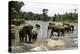Elephants Bathing in the River at the Pinnewala Elephant Orphanage, Sri Lanka, Asia-John Woodworth-Premier Image Canvas