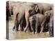 Elephants Bathing in the River, Pinnewala Elephant Orphanage, Near Kegalle, Hill Country, Sri Lanka-Gavin Hellier-Premier Image Canvas