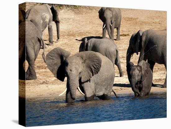 Elephants Drinking, Namibia, Africa-Kim Walker-Premier Image Canvas