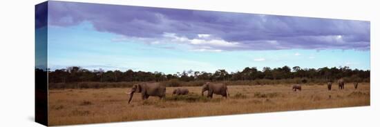 Elephants in Masai Mara National Reserve, Kenya-null-Premier Image Canvas