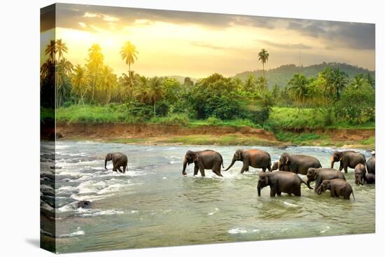 Elephants in River-Givaga-Premier Image Canvas