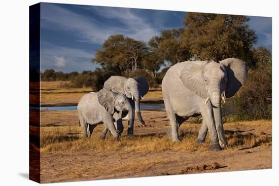 Elephants leaving watering hole. Camelthorn Lodge. Hwange National Park. Zimbabwe.-Tom Norring-Premier Image Canvas