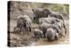 Elephants (Loxodonta Africana) at Mara River-Ann and Steve Toon-Premier Image Canvas