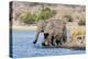 Elephants (Loxodonta Africana), Chobe National Park, Botswana, Africa-Sergio Pitamitz-Premier Image Canvas