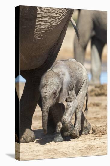 Elephants (Loxodonta Africana) New-Born, Addo Elephant National Park, South Africa, Africa-Ann and Steve Toon-Premier Image Canvas