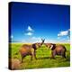 Elephants Playing With Their Trunks On African Savanna. Safari In Amboseli, Kenya, Africa-Michal Bednarek-Premier Image Canvas