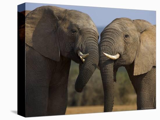 Elephants Socialising in Addo Elephant National Park, Eastern Cape, South Africa-Ann & Steve Toon-Premier Image Canvas