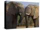 Elephants Socialising in Addo Elephant National Park, Eastern Cape, South Africa-Ann & Steve Toon-Premier Image Canvas