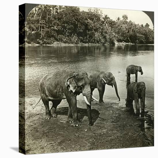 Elephants, Sri Lanka (Ceylo)-Underwood & Underwood-Premier Image Canvas