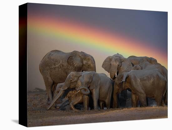 Elephants Taking Mud Bath-Jim Zuckerman-Premier Image Canvas