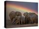 Elephants Taking Mud Bath-Jim Zuckerman-Premier Image Canvas