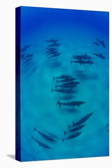 Elevated View of School of Dolphins Swimming in Pacific Ocean, Hawaii, USA-null-Premier Image Canvas