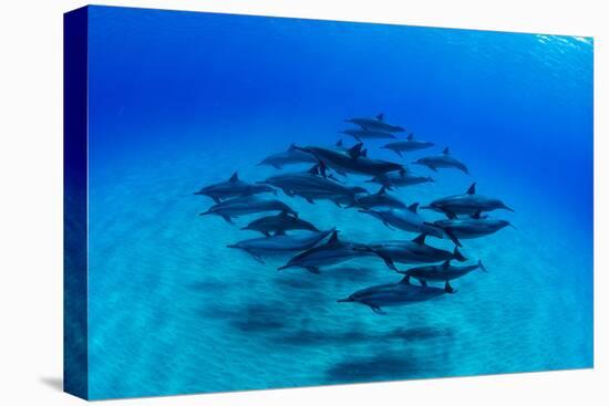 Elevated View of School of Dolphins Swimming in Pacific Ocean, Hawaii, USA-null-Premier Image Canvas