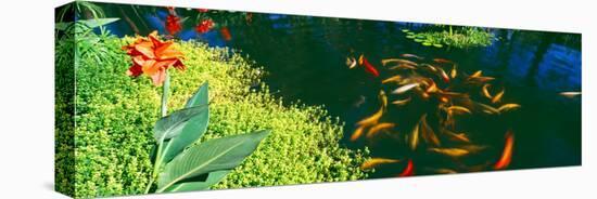 Elevated View of School of Koi Fish in a Pond, Lanai, Maui, Hawaii, USA-null-Premier Image Canvas