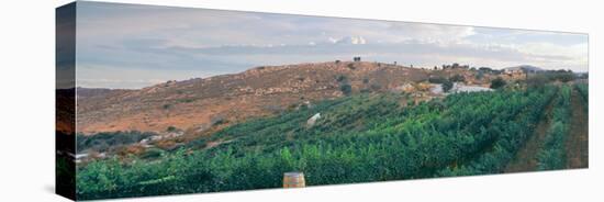 Elevated View of Vineyard at Sunrise, Milagro Farm Vineyards and Winery, Ramona-null-Premier Image Canvas