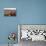 Elevated View over Cuzco and Plaza De Armas, Cuzco, Peru, South America-Yadid Levy-Premier Image Canvas displayed on a wall