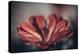 Elevation Bloom-Nathan Larson-Premier Image Canvas