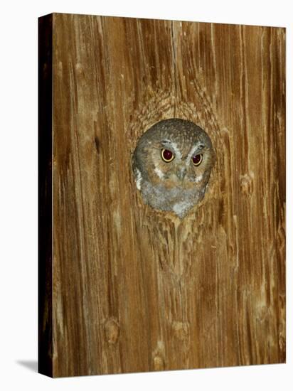 Elf Owl in Nest Hole, Madera Canyon, Arizona, USA-Rolf Nussbaumer-Premier Image Canvas